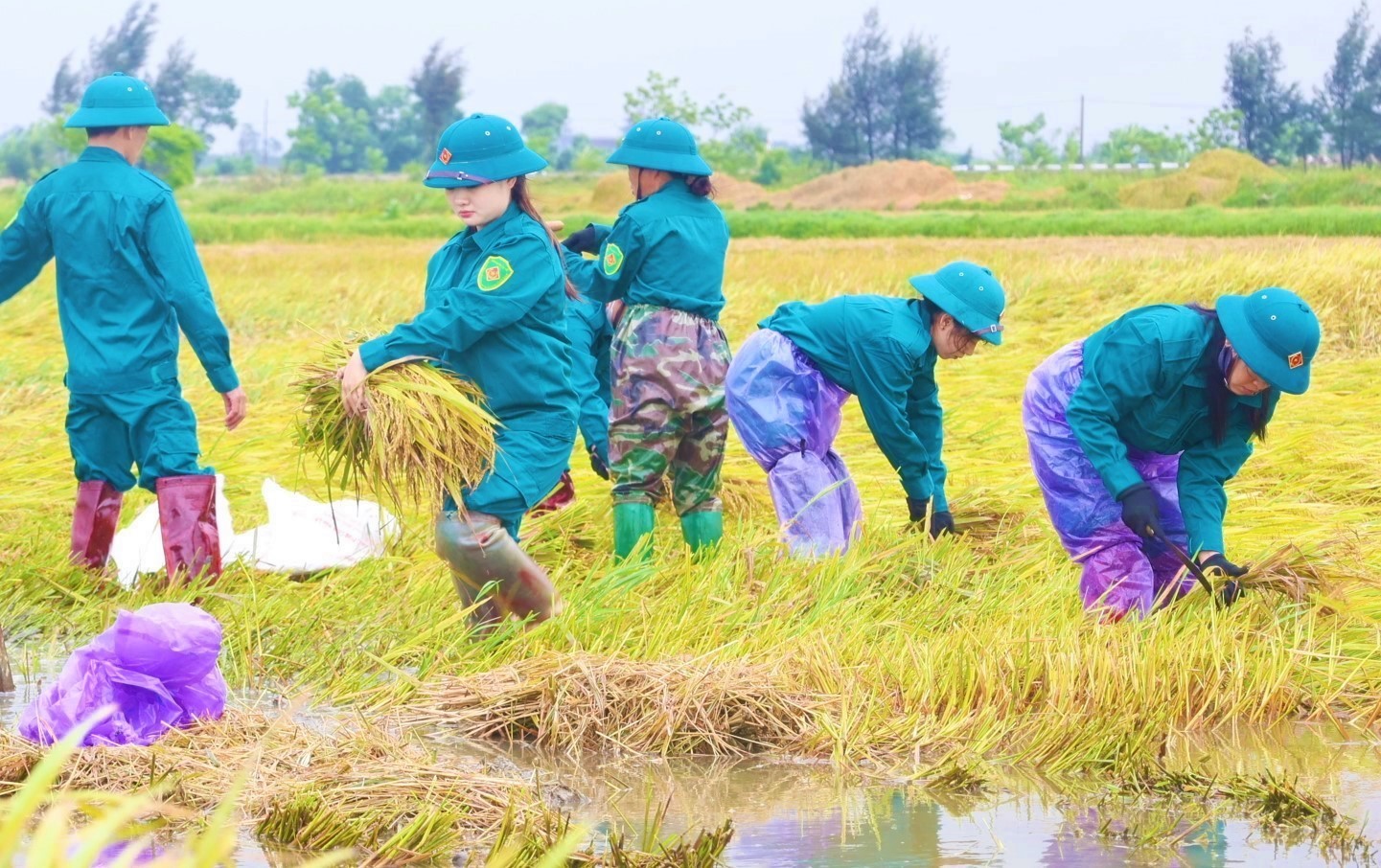 “Dầm mình” trong nước, miệt mài gặt lúa đổ sau mưa lớn - nghĩa tình quân dân thêm bền chặt