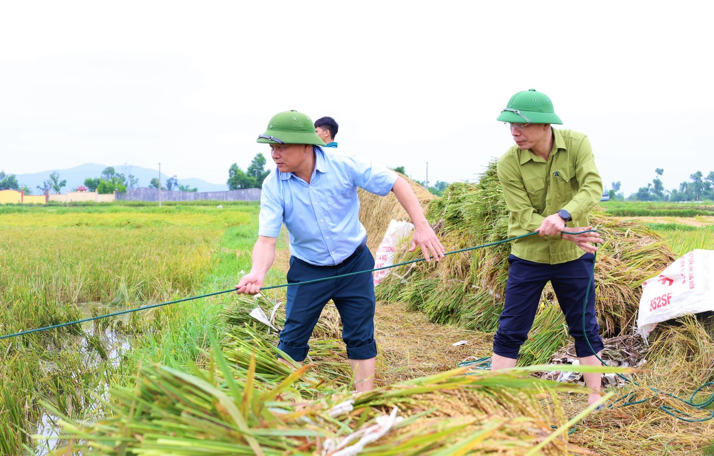 Gặt tay, gặt máy nhanh nhất để cứu lúa bị đổ ngã 