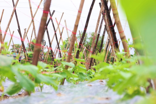 Vùng rau màu mỡ Đông Kinh vào vụ Tết  