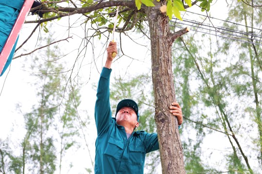 Chiến sỹ quân sự, dân quân Đông Kinh tích cực phát quang cây xanh, chủ động phòng chống mưa bão  