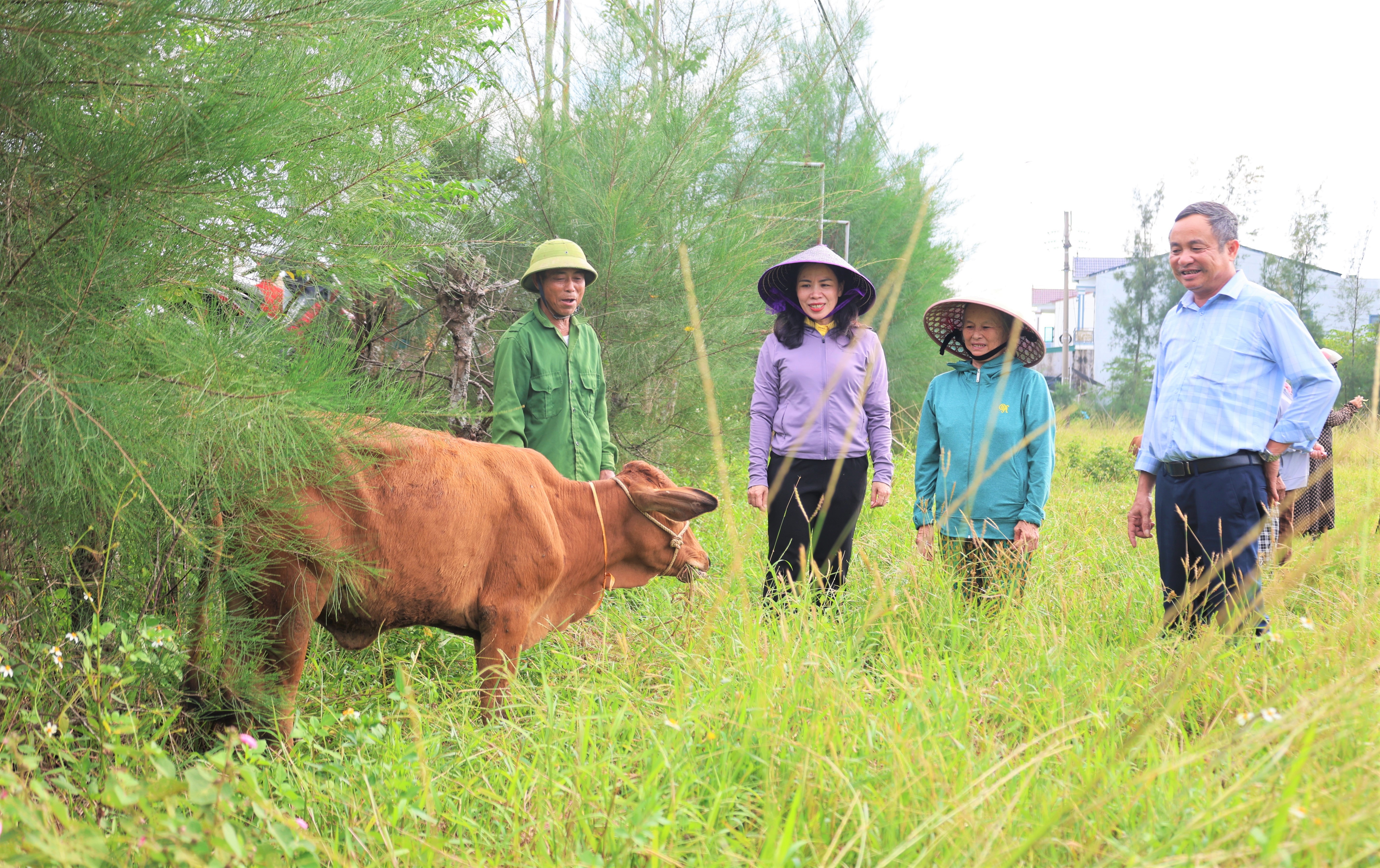 Niềm vui từ những con bò sinh kế