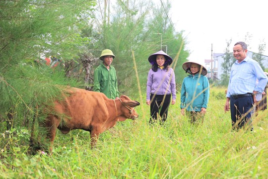 Niềm vui từ những con bò sinh kế