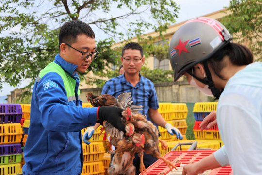 Các hộ dân phấn khởi tiếp nhận mô hình sinh kế gà 